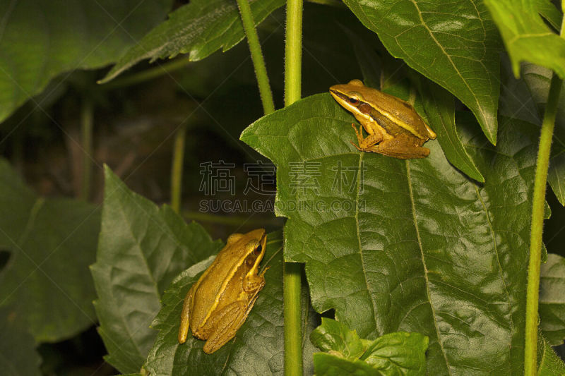 青蛙,印度,卡纳塔克邦,水平画幅,动物身体部位,野外动物,特写,雨林,人的眼睛,热带气候