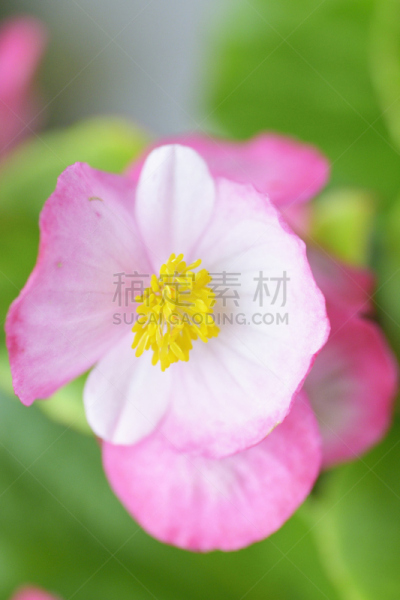 仅一朵花,秋海棠,粉色,连续性,垂直画幅,美,无人,色彩鲜艳,日本,夏天
