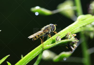 蚜虫,野外动物,两翼昆虫,自然,水平画幅,无人,户外,水滴,田地,蜂蜜
