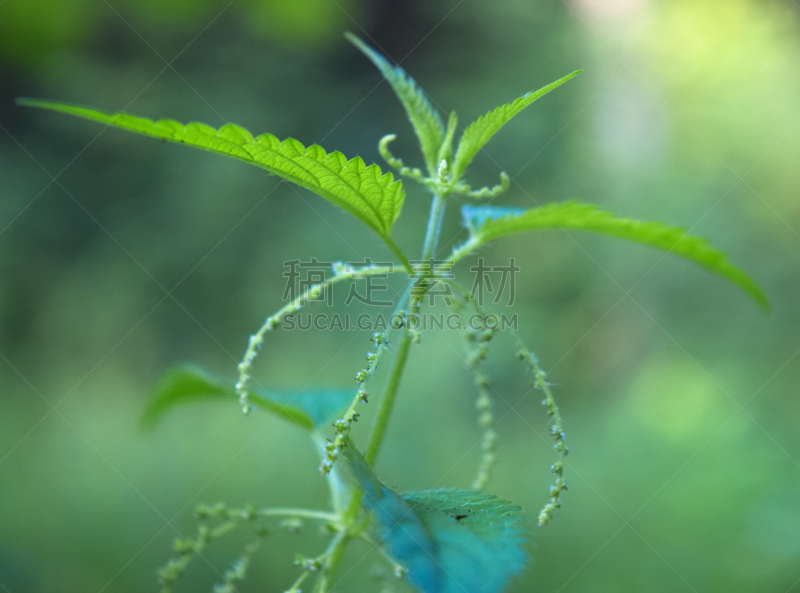 植物,森林,刺荨麻,野外动物,水,水平画幅,无人,户外,蔬菜叶,藓沼