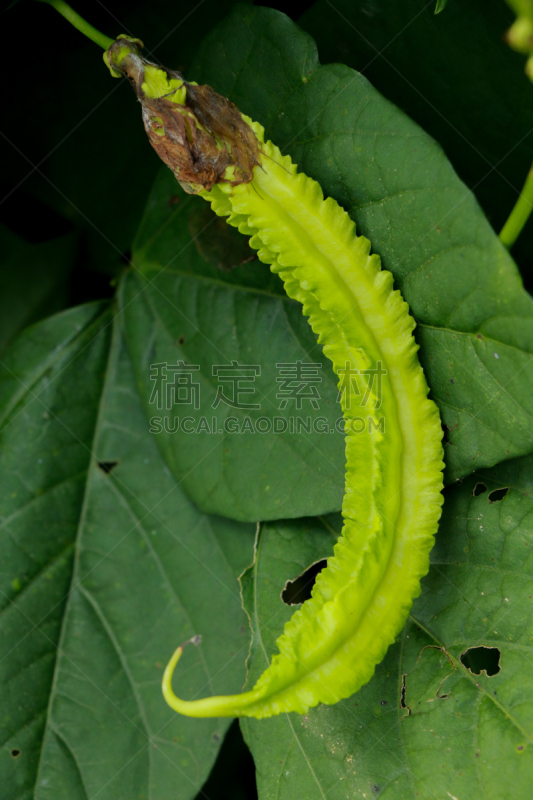 菜园,四角豆,农业,蔬菜,清新,长度,热带气候,食品,泰国,公主