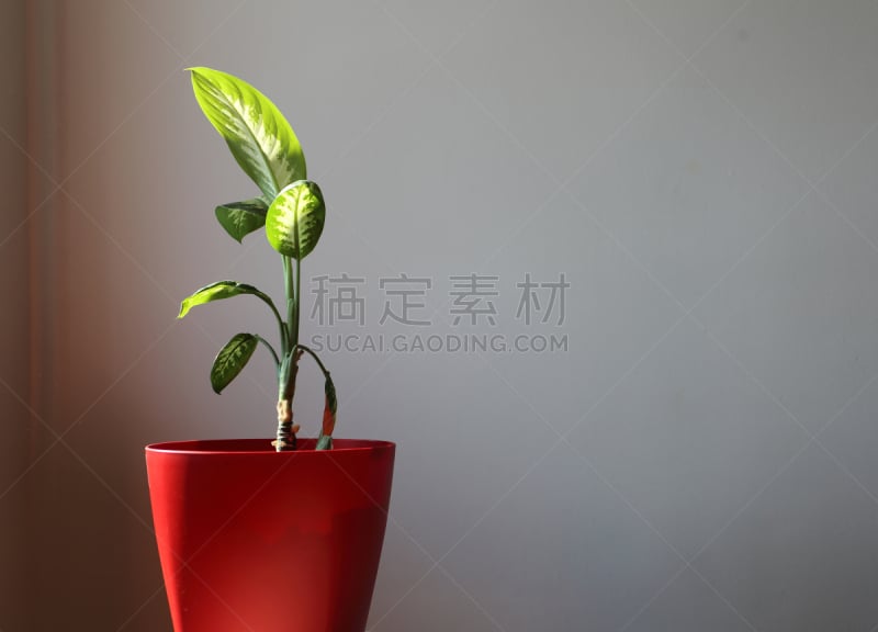 水平画幅,绿色,生物,无人,希腊,红色,窗幔,植物,热带海芋属植物,花盆