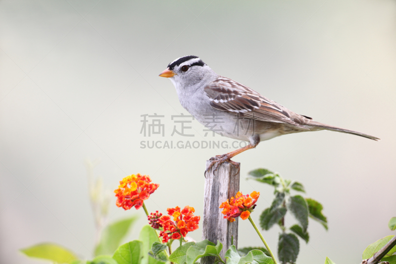 白冠雀,自然,野生动物,水平画幅,橙色,无人,鸟类,仅一朵花,北美歌雀,花