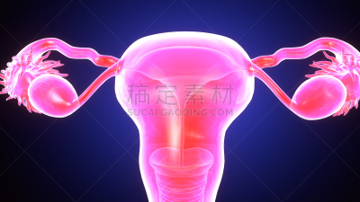 绘画插图,三维图形,人体结构,女性生殖系统,输卵管,卵巢,子宫颈,骨盆,妇科检查,人体子宫