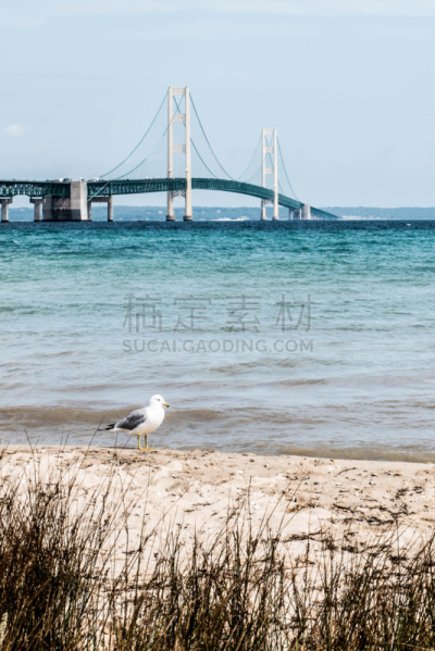 鹈鹕,垂直画幅,无人,麦健伦桥,户外,北美,桥,密歇根,五大湖,摄影