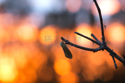 蝙蝠蛾,雌性动物,蛾,水平画幅,无人,动物身体部位,翅膀,图像,一只动物,侧面视角