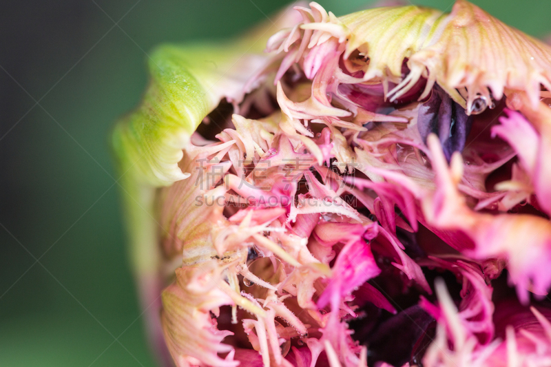 Schöne pinke Tulpe wächst im Garten