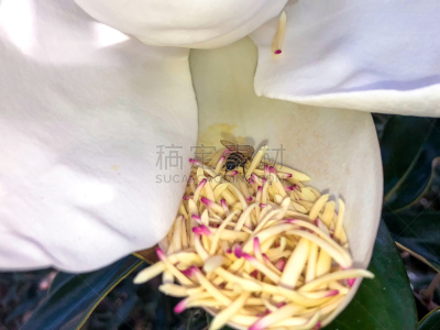 蜜蜂,玉兰类,美,水平画幅,枝繁叶茂,户外,白人,植物,淡水木兰植物,叶子
