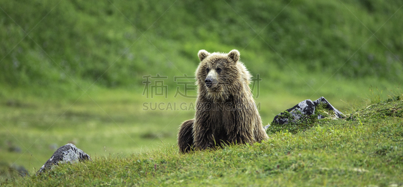 草,棕熊,褐色,水平画幅,无人,野外动物,户外,熊,动物主题,哺乳纲