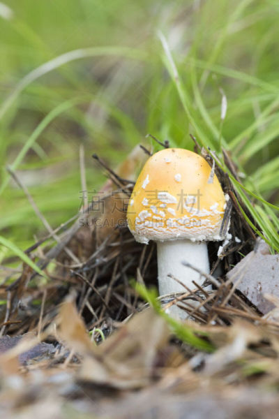 鹅膏菌,垂直画幅,正面视角,公园,孢子,符号,夏天,户外,草,特写