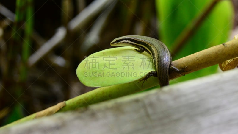 石龙子,野生动物,爬行纲,水平画幅,无人,热带雨林,户外,伯利兹,徒步旅行