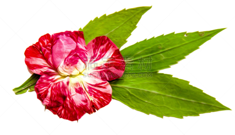 绘画插图,干的,条纹,分离着色,粉色,阴影,菊花,叶子,花瓣,花
