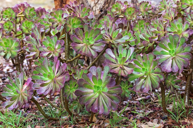 绿色,石莲花,紫叶莲花掌,紫色,莲花掌属,风车厂,水平画幅,尖的,无人,湿