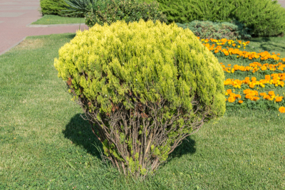 柏树,花坛,灌木,华丽的,公园,草,植物,背景,夏天,户外