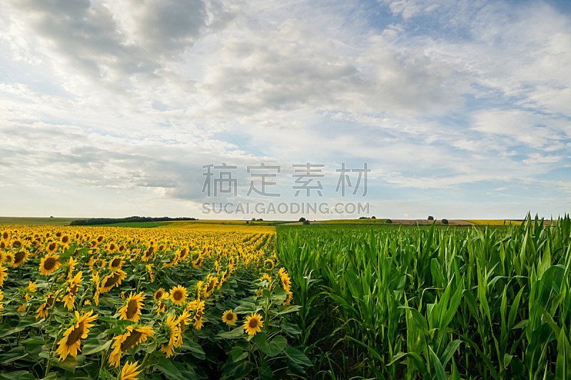 田地,玉米,向日葵,在之间,分界线,背景,云,天空,美,水平画幅
