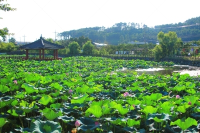 제주에 있는 '연화원' 연못의 풍경이다.