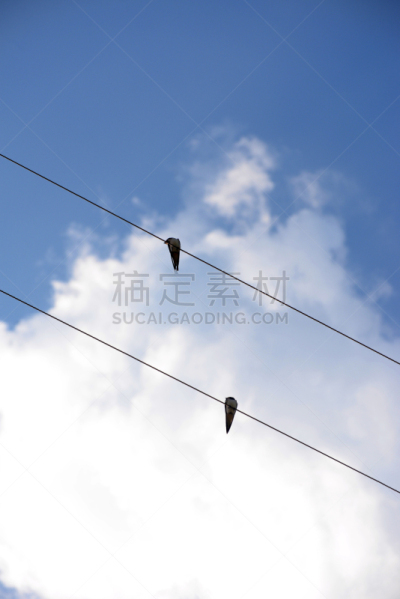 天空,燕子,金属丝,海洋,家燕,垂直画幅,谷仓,鸟类,动物身体部位,乡村风格