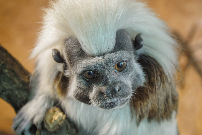 人的脸部,透过窗户往外看,Cotton-top Tamarin,大特写,棉顶仙人掌,绢毛猴,南美,动物嘴,爪子,性格