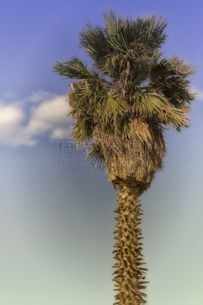 沙漠枣椰子树,canary island date palm,扇形棕榈,海枣树,植物叶柄,棕榈叶,垂直画幅,天空,无人,符号