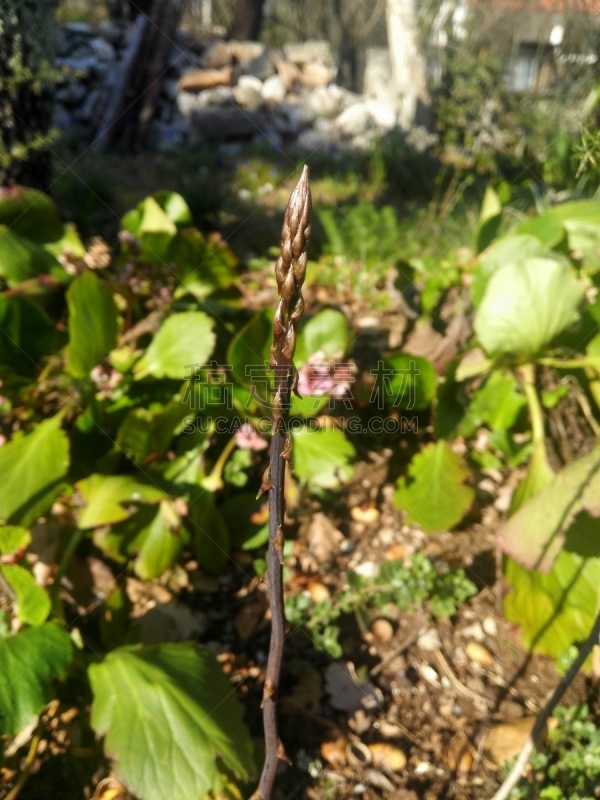 菜园,芦笋,农业,自然,蔬菜,季节,垂直画幅,食品,图像,芦笋蕨