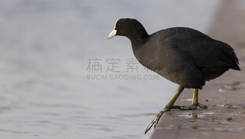 黑鸭,成年的,静止的,鹭管鱼,自然,低视角,水,野生动物,水平画幅,黑秧鸡