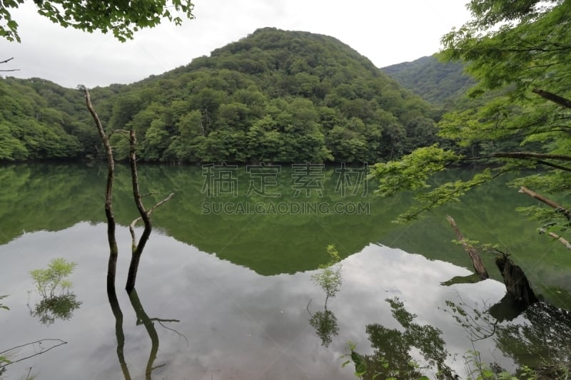 白神山地,日本,青森县,池塘,天空,水平画幅,无人,户外,湖,树林