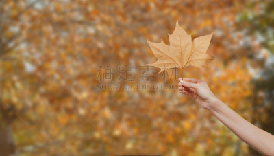 叶子,女人,秋天,平衡折角灯,手牵手,车前草树,加拿大文明,留白,褐色,四肢