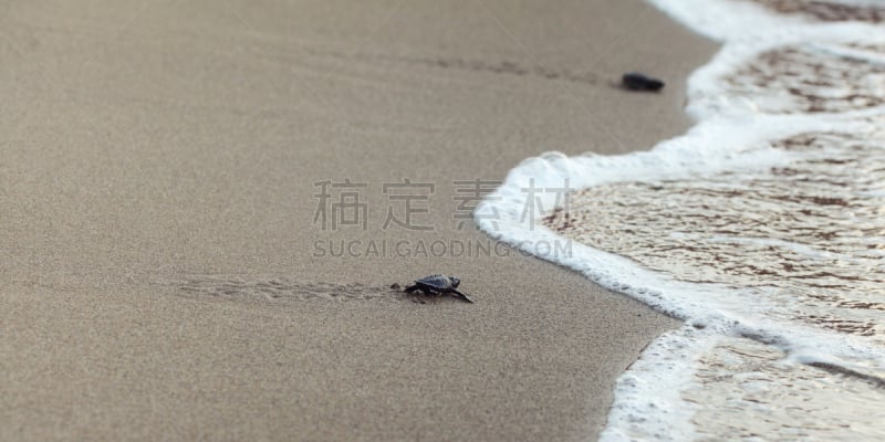 龟,沙子,海洋,海滩,大特写,街道,婴儿,湿,可爱的,气候