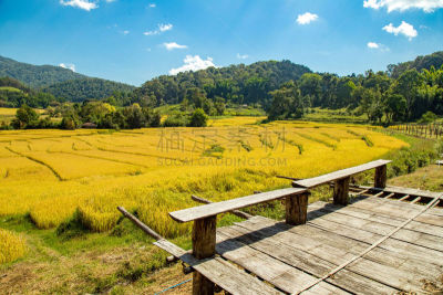 米,梯田,房屋,风景,地形,自然美,农业,东南亚半岛,热带气候,泰国