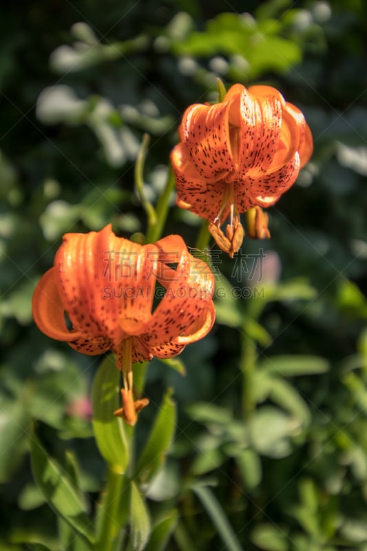 山脉,百合花,两个物体,清新,番红花属,植物,户外,高处,波悉尼,julian alps