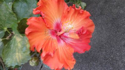 Hibiscus Blüte