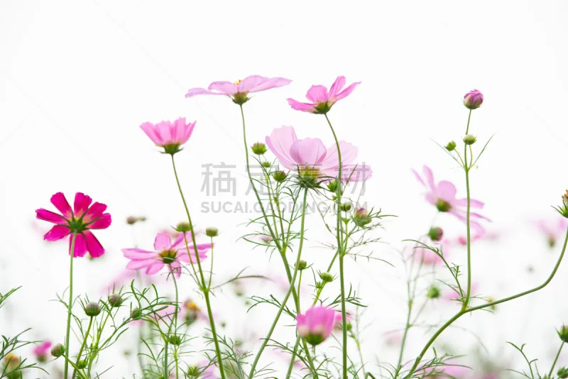田地 动物背脊 光 清新 环境 自然美 春天 中国 植物 户外图片素材下载 稿定素材