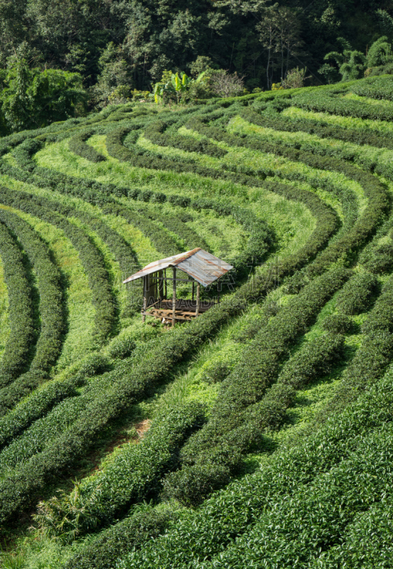 茶树,垂直画幅,植物,山,无人,亚洲,农场,风景,户外,泰国