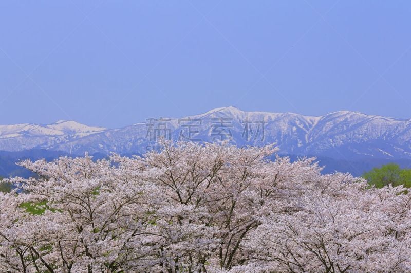 樱桃树,天空,岩手县,青绿色,旅途,自然美,吉野樱花,春天,植物,户外