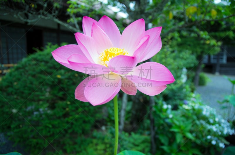 Lotus Flower at  Koyasan Wakayama Japan