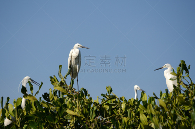红树林,大白鹭,热带气候,野生动物,环境,白鹭,鹳,脖子,牛白鹭,池塘