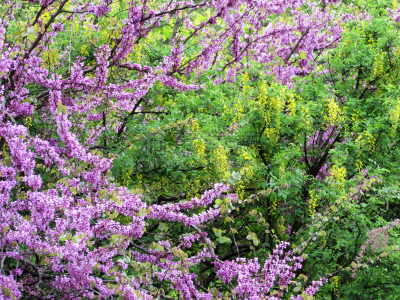 金链花,cauliflory,紫荆树,豌豆花,椭圆形,水平画幅,雄蕊,无人,三叶草,豆科植物