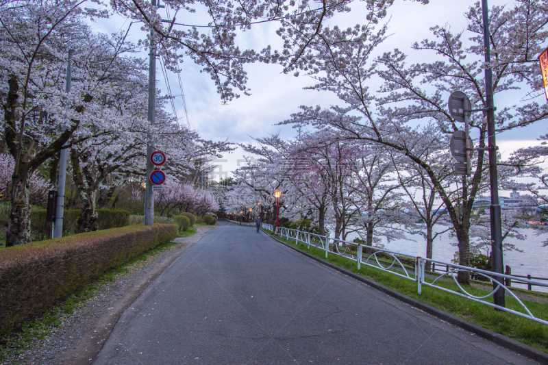 公园,池塘,日本,樱花,岩手县,盛冈,高松,东北片区,2018,樱花节