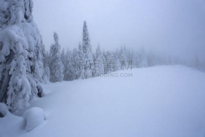纹理效果,冬天,雪花,雾,霜,雪,背景,森林,树,站