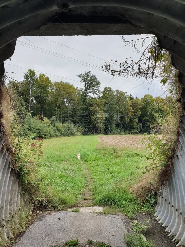 隧道,簇叶从生的,出口标志,垂直画幅,天空,杰克拉瑟短腿犬,灵感,无人,夏天,户外