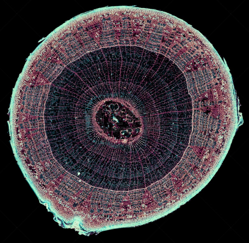 显微镜,在下面,茎,横截面,椴木,生物学,背景分离,显微图片,普通甜菜根,细胞
