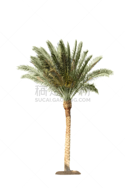 分离着色,自然,海枣树,清新,一个物体,背景分离,景观设计,热带气候,环境,枝繁叶茂