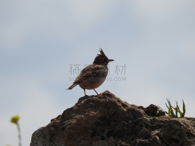 沙漠,百灵鸟,生物学,动物的冠,背景分离,野生动物,环境,北美歌雀,一只动物,动物