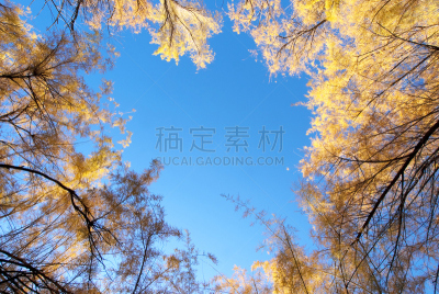 秋天,树冠,美洲落叶松,峡谷地国家公园,自然,天空,留白,水平画幅,地形,无人