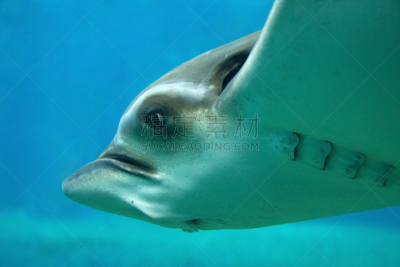 Eagle Ray,蝙蝠,水,野生动物,水平画幅,无人,水下,海洋生命,魟,特写