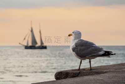 波罗的海,海鸥,帆船,罗斯托克,水,天空,水平画幅,云,无人,鸟类
