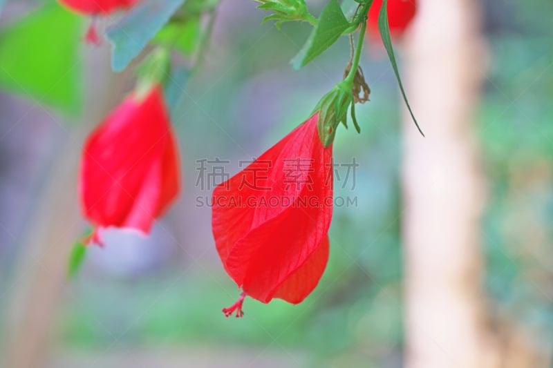 Sleeping Hibiscus
ウナズキヒメフヨウ