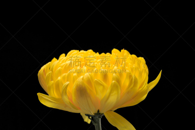 菊花,自然美,白色,自然,芳香的,黄色,季节,图像,花瓣,清明节