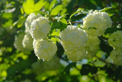 背景,白色,芳香的,健康保健,香盒,芳香疗法,装饰物,夏天,天空,自然