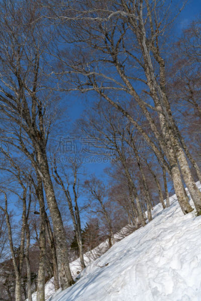 日本山毛榉,春天,森林,自然,桧枝崎村,垂直画幅,风景,图像,雪,福岛县